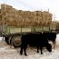 Гурилыг импортын албан татвараас чөлөөлснийг болиулах хуулийн төсөл Төсвийн байнгын хороогоор дэмжигдлээ